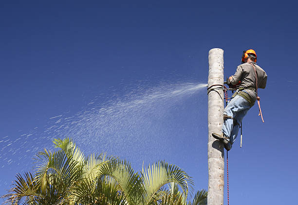 Trusted Saratoga, CA Tree Care Experts