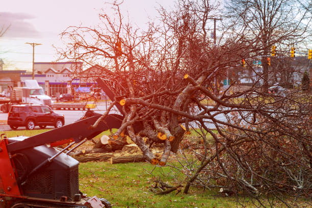 Best Root Management and Removal  in Saratoga, CA