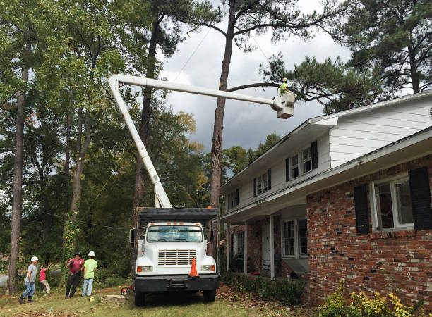 Best Storm Damage Tree Cleanup  in Saratoga, CA