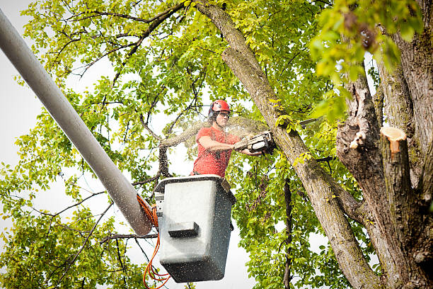Best Seasonal Cleanup (Spring/Fall)  in Saratoga, CA