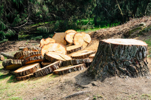 Best Tree Mulching  in Saratoga, CA